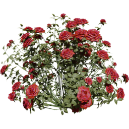 Rosa gallica D spring summer autumn