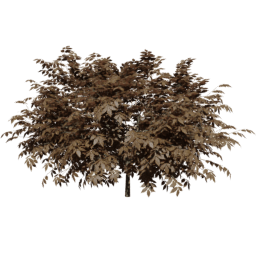 Sambucus nigra A autumn
