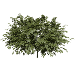 Sambucus nigra A summer
