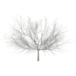 Sambucus nigra A winter