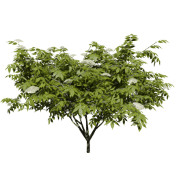 Sambucus nigra C spring