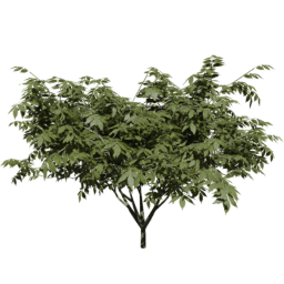 Sambucus nigra C summer