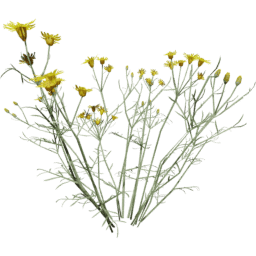 Senecio flaccidus B spring summer