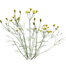 Senecio flaccidus C spring summer