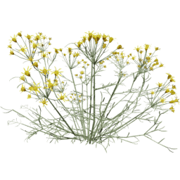 Senecio flaccidus E spring summer