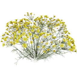 Senecio flaccidus F spring summer