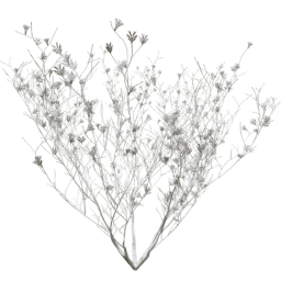 Syringa vulgaris A winter