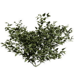 Syringa vulgaris B spring summer autumn