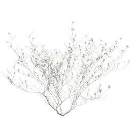 Syringa vulgaris B winter