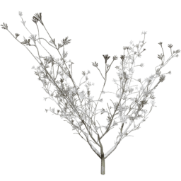 Syringa vulgaris C winter