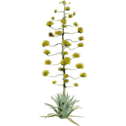 Agave americana A spring
