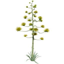 Agave americana B spring