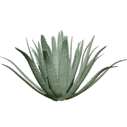 Agave americana C summer
