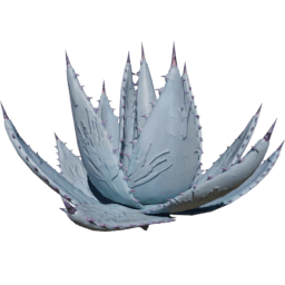 Agave parryi A spring summer autumn