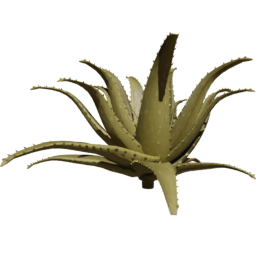Aloe vera A summer autumn