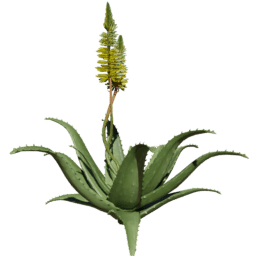 Aloe vera C spring
