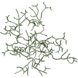 Cissus quadrangularis A summer