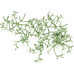 Cissus quadrangularis E spring