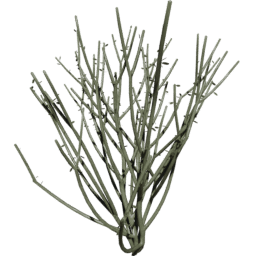Euphorbia tirucalli C spring summer autumn