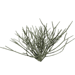 Euphorbia tirucalli F spring summer autumn