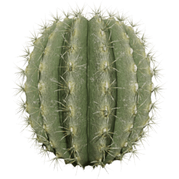 Parodia magnifica A spring summer