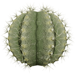 Parodia magnifica B spring summer