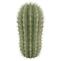 Parodia magnifica C spring summer