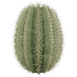 Parodia magnifica D spring summer