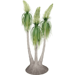 Beaucarnea recurvata A spring