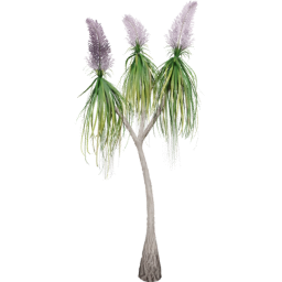 Beaucarnea recurvata B spring