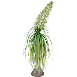 Beaucarnea recurvata C spring