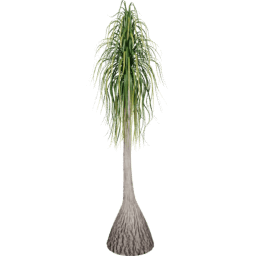 Beaucarnea recurvata D summer