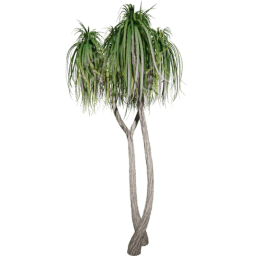 Beaucarnea recurvata I summer
