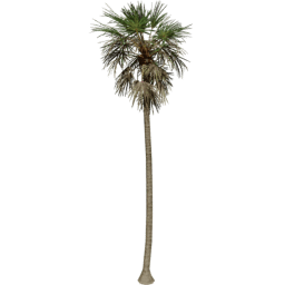 Borassus flabellifer A summer