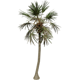 Borassus flabellifer C summer