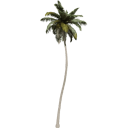 Cocos nucifera A spring summer