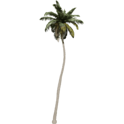 Cocos nucifera B spring summer