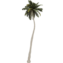 Cocos nucifera C spring summer