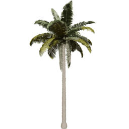 Cocos nucifera G spring summer
