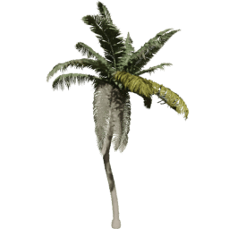 Cocos nucifera I spring summer