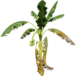 Musa acuminata C spring summer autumn