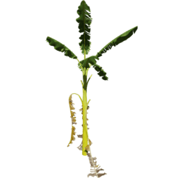Musa acuminata E spring summer autumn