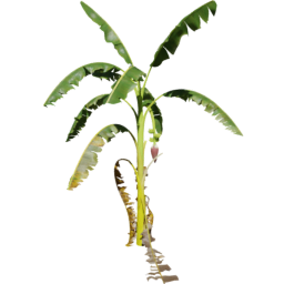 Musa acuminata G spring summer autumn