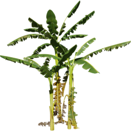 Musa acuminata H spring summer autumn