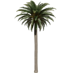 Phoenix canariensis A spring summer