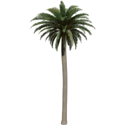 Phoenix canariensis B spring summer