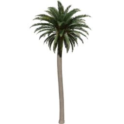 Phoenix canariensis C spring summer