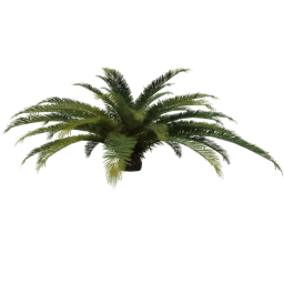 Phoenix canariensis D spring summer
