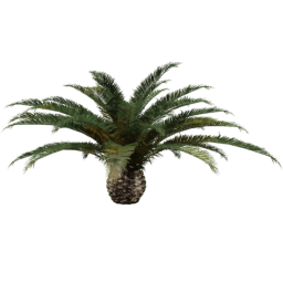 Phoenix canariensis E spring summer