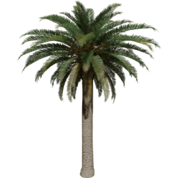 Phoenix canariensis G spring summer